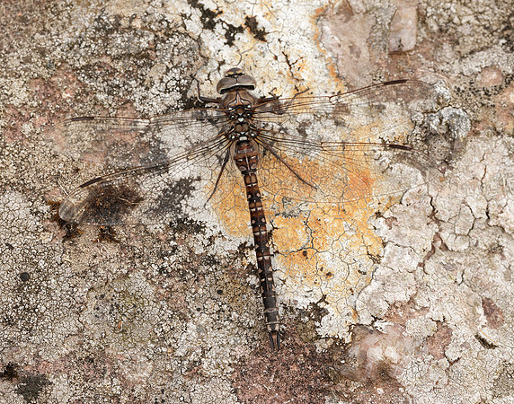 Azure Hawker Aeshna caerulea