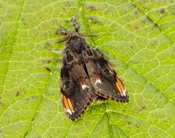 72.018 BF2025 Scarce Vapourer Orgyia recens
