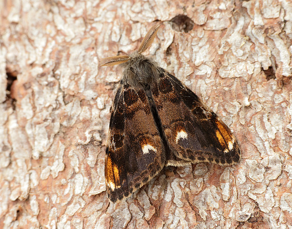 72.018 BF2025 Scarce Vapourer Orgyia recens