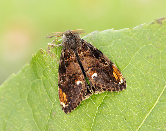 72.018 BF2025 Scarce Vapourer Orgyia recens