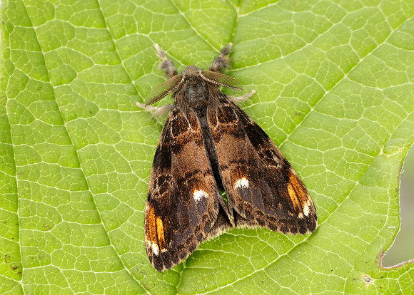 72.018 BF2025 Scarce Vapourer Orgyia recens
