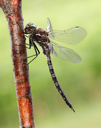 Azure Hawker Aeshna caerulea
