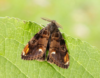 72.018 BF2025 Scarce Vapourer Orgyia recens