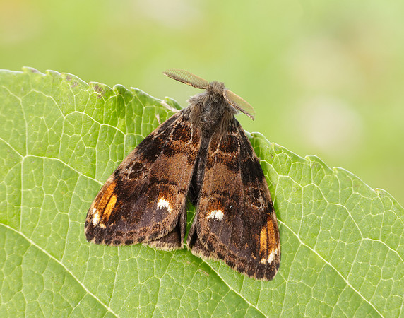 72.018 BF2025 Scarce Vapourer Orgyia recens