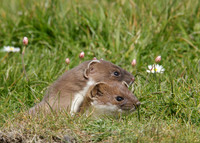 Stoat Mustela erminea