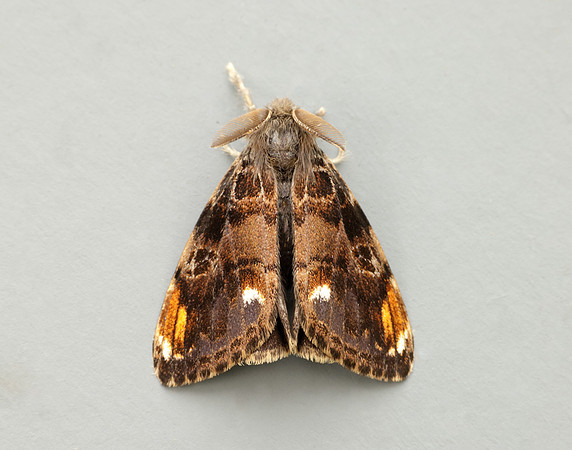 72.018 BF2025 Scarce Vapourer Orgyia recens