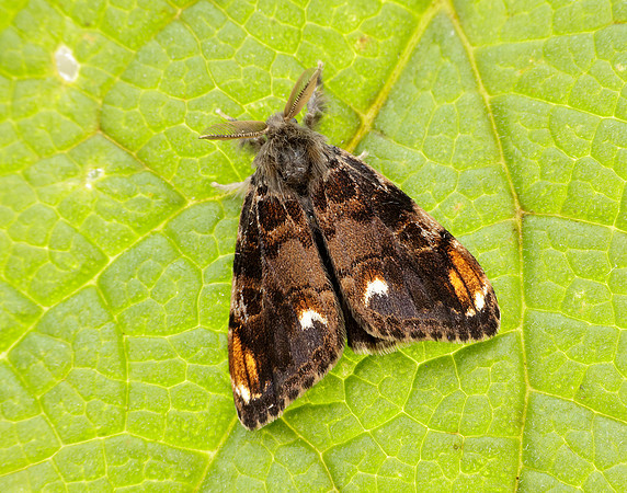 72.018 BF2025 Scarce Vapourer Orgyia recens