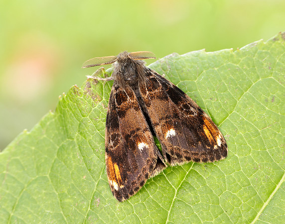 72.018 BF2025 Scarce Vapourer Orgyia recens
