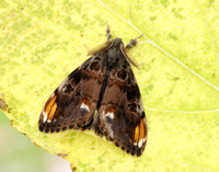72.018 BF2025 Scarce Vapourer Orgyia recens
