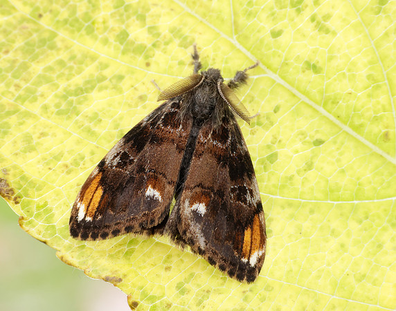 72.018 BF2025 Scarce Vapourer Orgyia recens