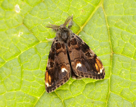 72.018 BF2025 Scarce Vapourer Orgyia recens