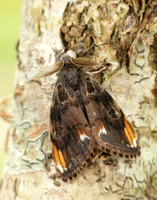 72.018 BF2025 Scarce Vapourer Orgyia recens