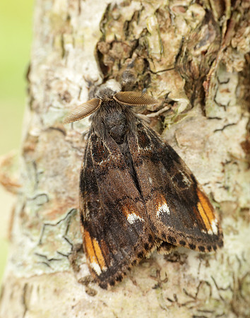 72.018 BF2025 Scarce Vapourer Orgyia recens