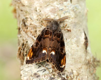 72.018 BF2025 Scarce Vapourer Orgyia recens