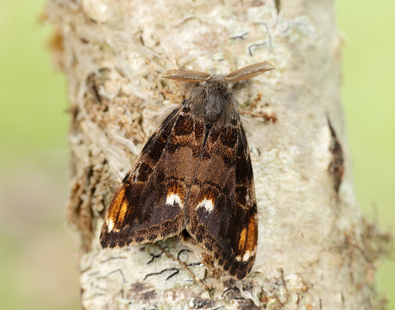 72.018 BF2025 Scarce Vapourer Orgyia recens