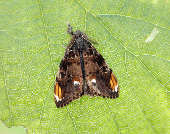 72.018 BF2025 Scarce Vapourer Orgyia recens