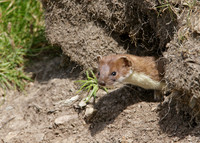 Stoat Mustela erminea
