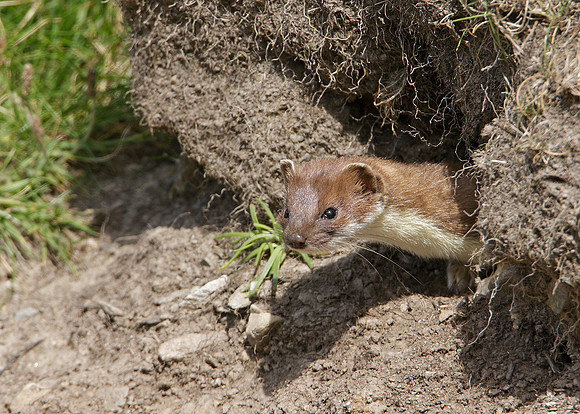Stoat Mustela erminea