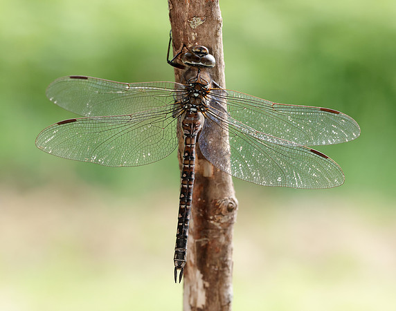 Azure Hawker Aeshna caerulea