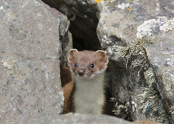 Stoat Mustela erminea