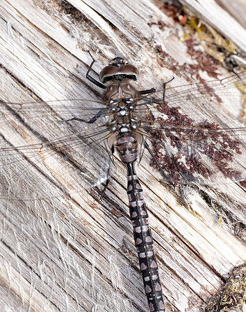 Azure Hawker Aeshna caerulea