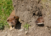 Stoat Mustela erminea