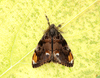 72.018 BF2025 Scarce Vapourer Orgyia recens