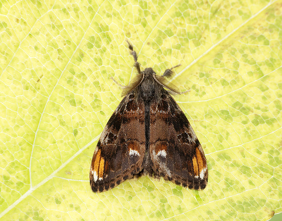 72.018 BF2025 Scarce Vapourer Orgyia recens