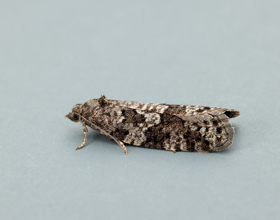 49.051 BF1021 Flax Tortrix Cnephasia asseclana