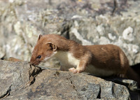 Stoat Mustela erminea