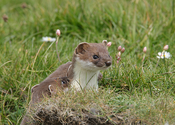 Stoat Mustela erminea
