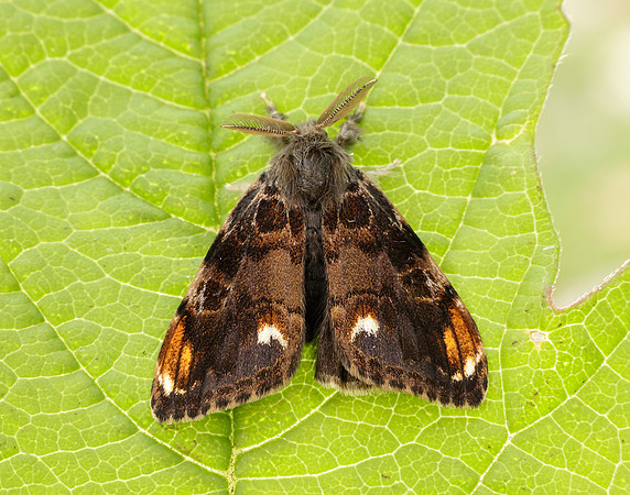 72.018 BF2025 Scarce Vapourer Orgyia recens
