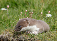Stoat Mustela erminea
