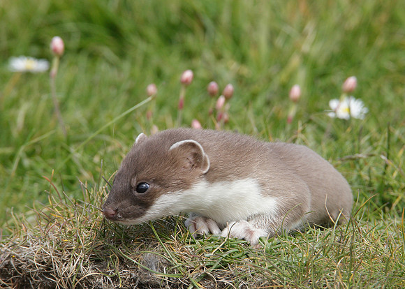 Stoat Mustela erminea