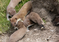 Stoat Mustela erminea