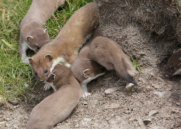 Stoat Mustela erminea