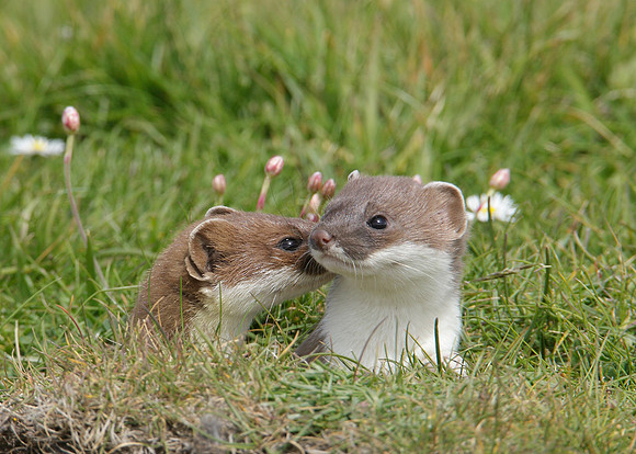 Stoat Mustela erminea