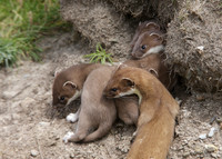 Stoat Mustela erminea