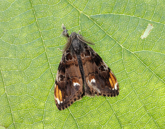 72.018 BF2025 Scarce Vapourer Orgyia recens