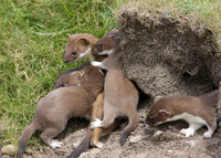 Stoat Mustela erminea