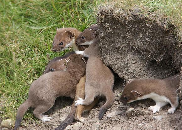 Stoat Mustela erminea