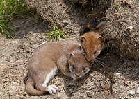 Stoat Mustela erminea