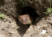 Stoat Mustela erminea
