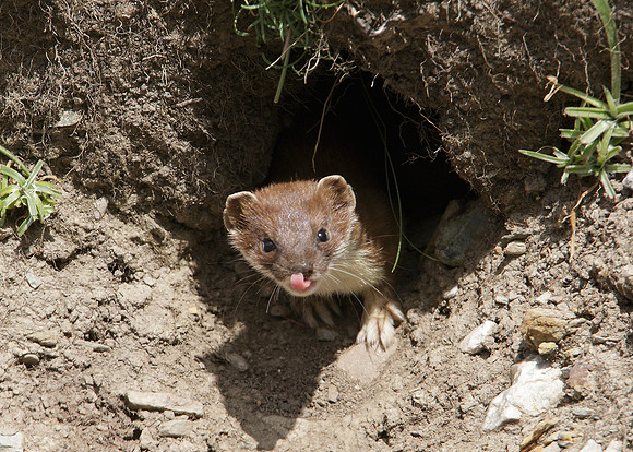 Stoat Mustela erminea