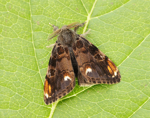 72.018 BF2025 Scarce Vapourer Orgyia recens