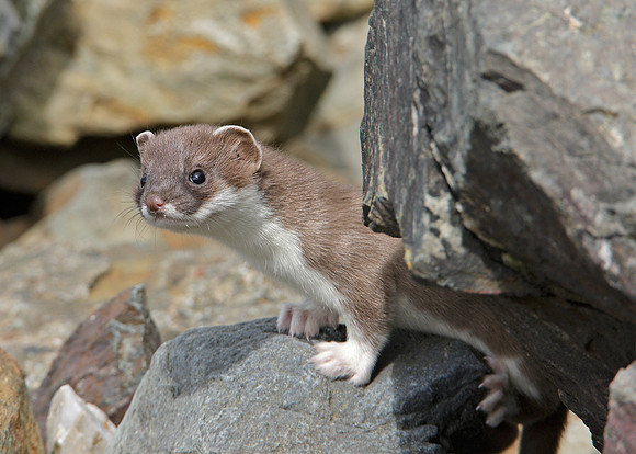 Stoat Mustela erminea