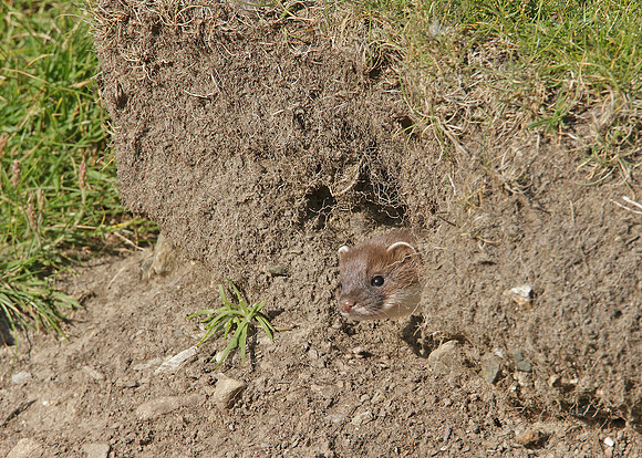Stoat Mustela erminea