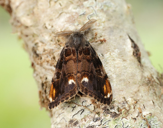 72.018 BF2025 Scarce Vapourer Orgyia recens