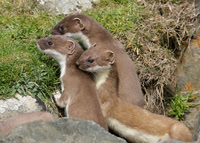 Stoat Mustela erminea