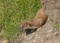 Stoat Mustela erminea